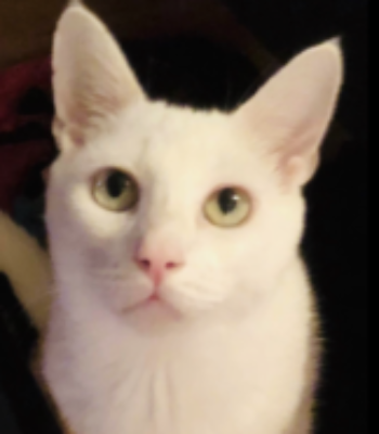 Profile picture of KittyRescue